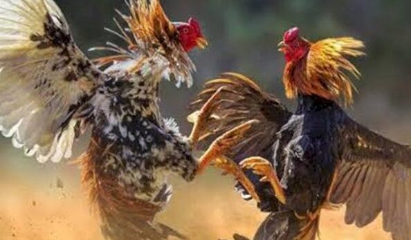 Ilustrasi judi sabung ayam.